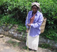 Mediaglobal: Fair Trade Industry Exploits Millions In The Tea Trade