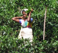 Tom Heinemann comments on “A Bitter Taste Of Tea”